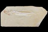Cretaceous Viper Fish (Prionolepis) - Lebanon #147177-1